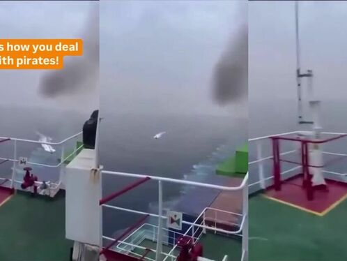 Whale gets harpooned from a ship