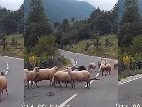 Sheep knock over sheep herder on a mountain road