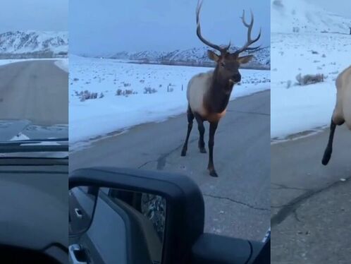 Man learns the hard way not to challenge an elk