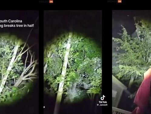 Bigfoot spotted in a tree