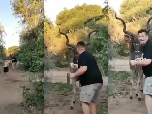 Man tries to pet wild animal