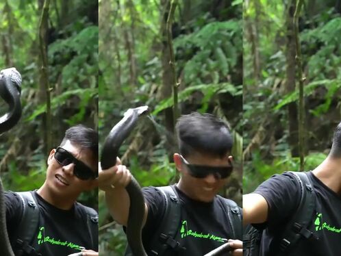 Man holds large snake in the jungle