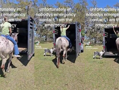 Girl takes a jump from her horse into a trailer