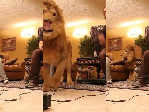 Man invites lion over for video game night
