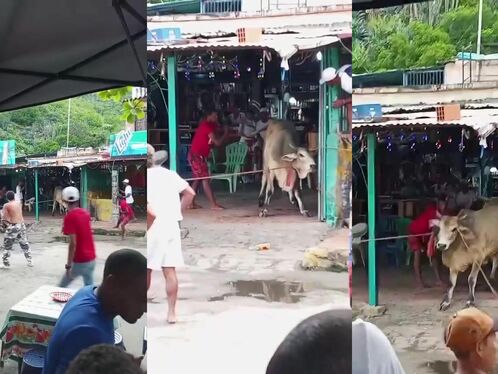 Woman killed by bull while using cellphone