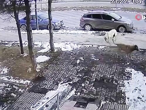Woman walks her dog as others run and chase behind