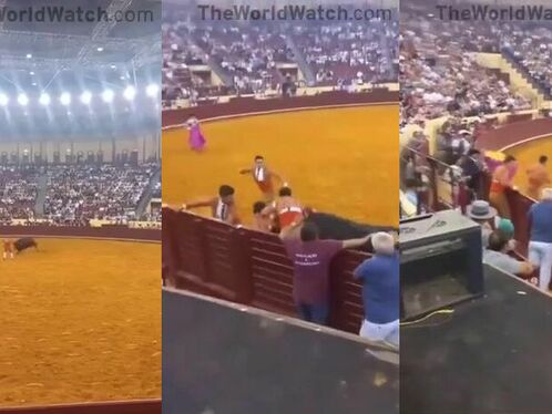 Man in pink jumpsuit runs into bullring