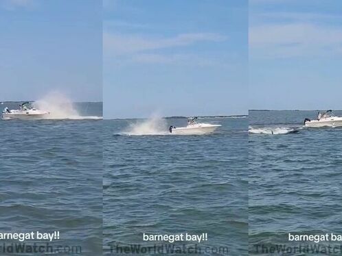 Whale hits boat, passenger thrown overboard