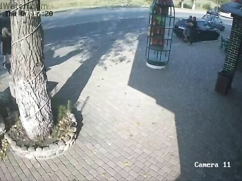 Large tree suddenly falls over in parking lot