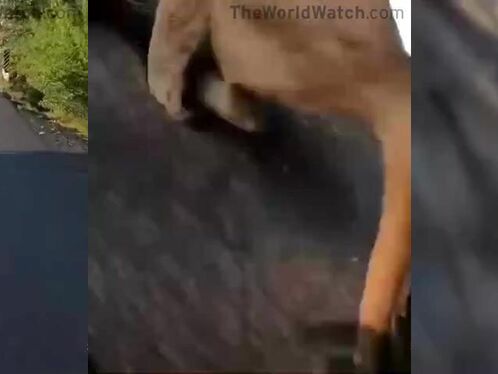 Deer runs directly into moving motorcycle on highway