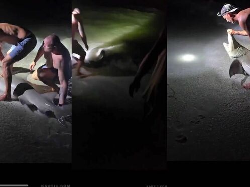 Man gets close encounter with shark while snorkeling
