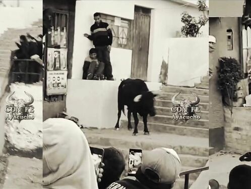 Man attacked by bull in Peru