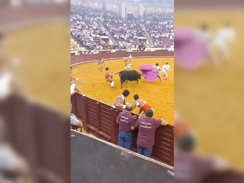 Bull fighter gored to death