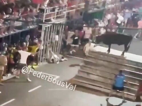 Crowd tries to contain bulls during public event