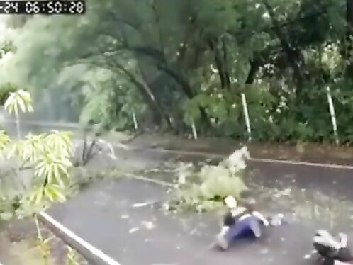 Parking lot tree gets crushed by falling branch.